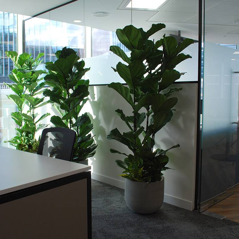 10 Augusta Ventures - workplace wellness - large potted plants
