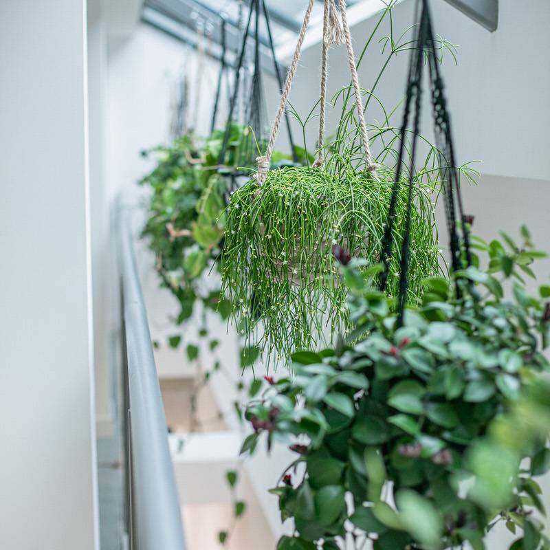 17 - X+Why Unit 2 - Biophilia in the workplace - employee well-being